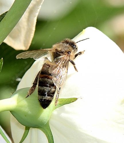 Apis mellifera